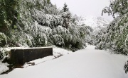 02 L'immacolata strada per Cespedosio, i rami si curvano fino a terra...